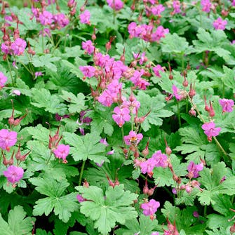 Skyggetålende stauder stauder til skygge Bunddække stauder til skygge